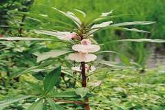 Impatiens lucida